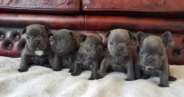 French bulldog puppies