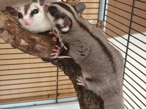 Beautiful Sugar Gliders For Sale