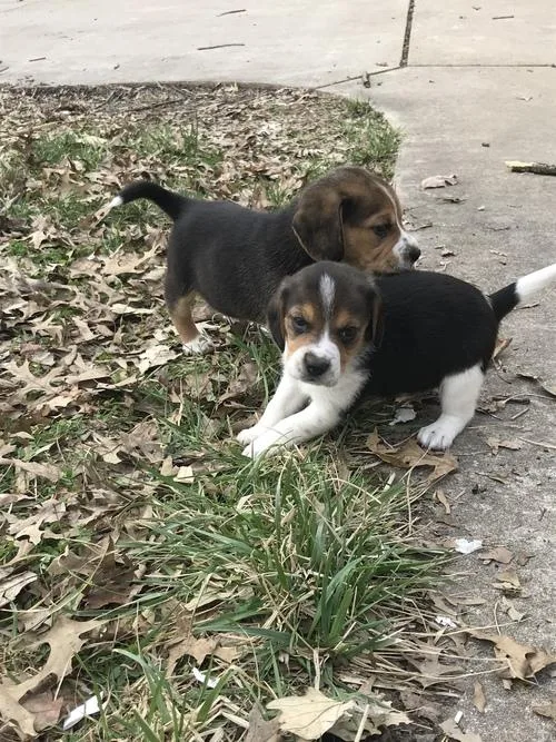 Beagle Puppie