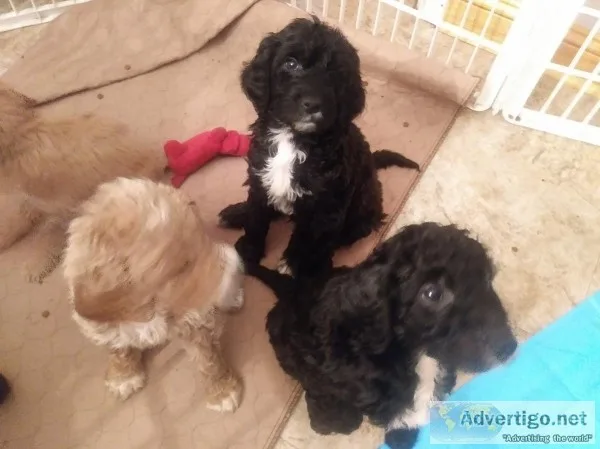 Goldendoodles