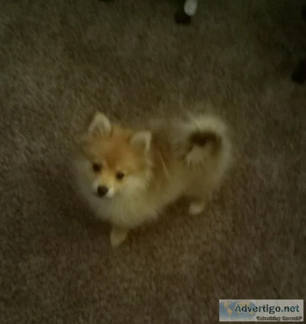 Adorable Pomeranian Puppy