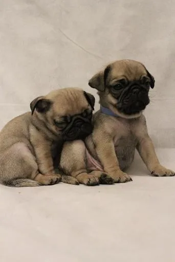 Stunning Chunky Pug Puppies Kc Reg