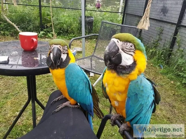 2-3 Years Old Macaw Parrots for Sale