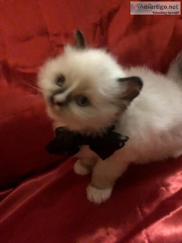 Ragdoll kittens
