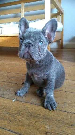 french bulldog puppies available.