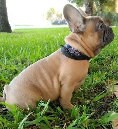 French Bulldog puppies set to go