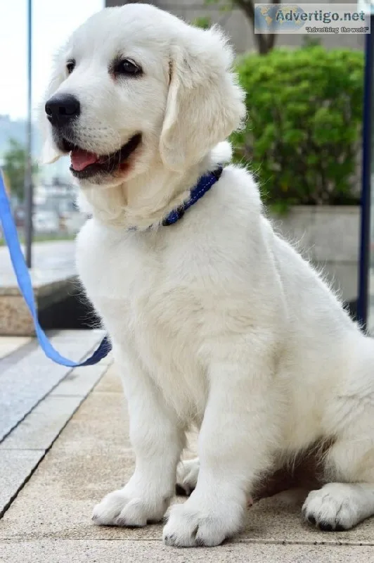 Fully Health Tested Ice White Golden Retriever Puppies