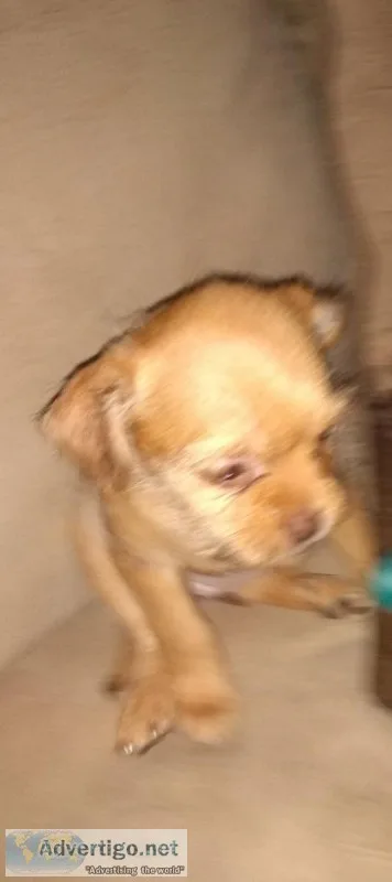 Shih- chi 8 wk old puppies