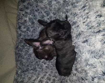 French Bulldog Puppies 11 Weeks Old