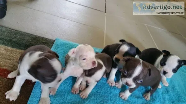 Akc boston terriers available