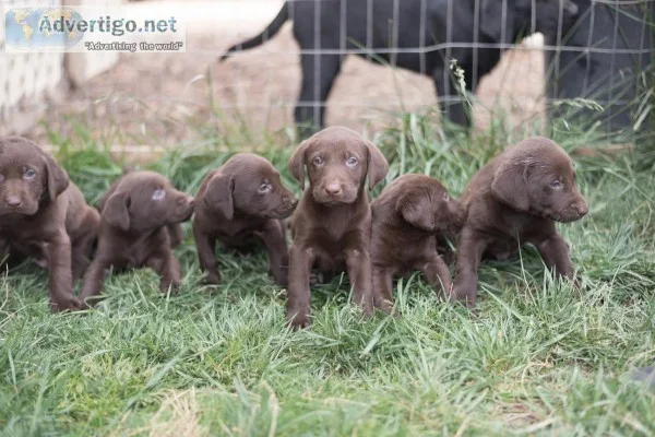 AKC CHOCOLATE LAB PUPS