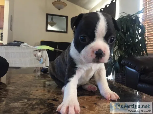 Akc boston terriers available