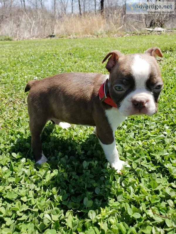 Akc boston terriers available