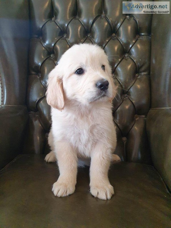Well Trained Golden Retriever Puppies