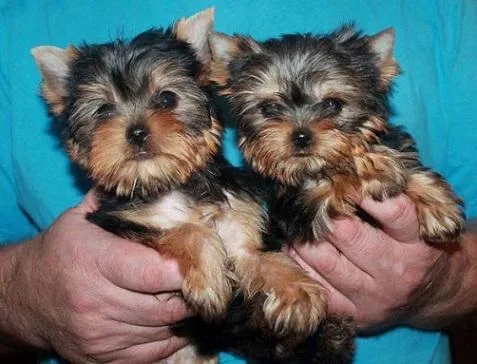Great with Children sweet Yorkie Puppie