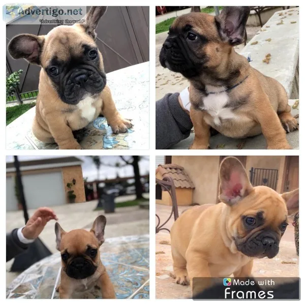 AKC french bull dog puppies