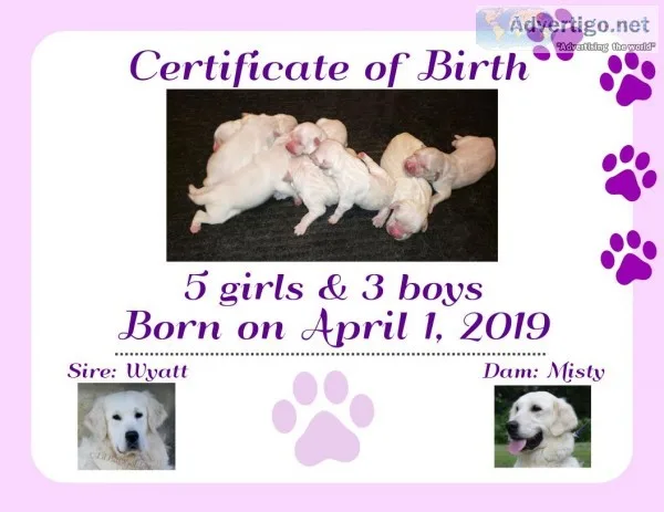 English Cream Golden Retriever Puppies