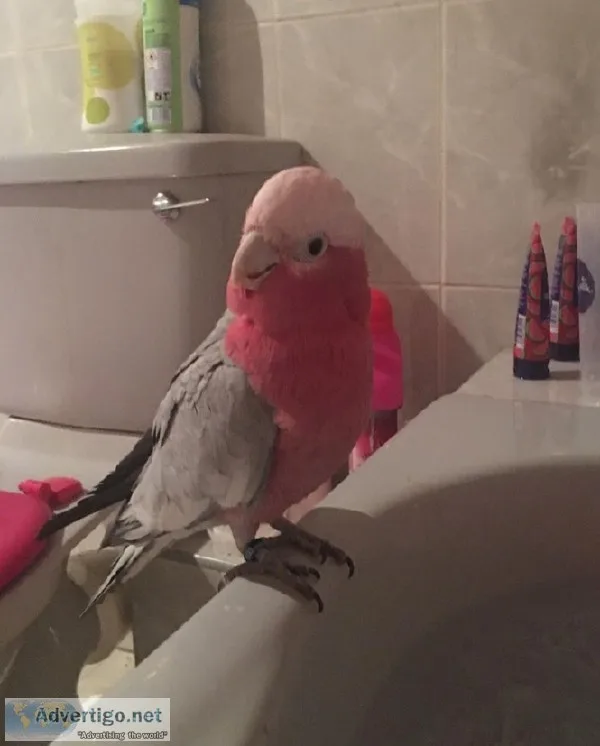 Tame baby galah cockatoo