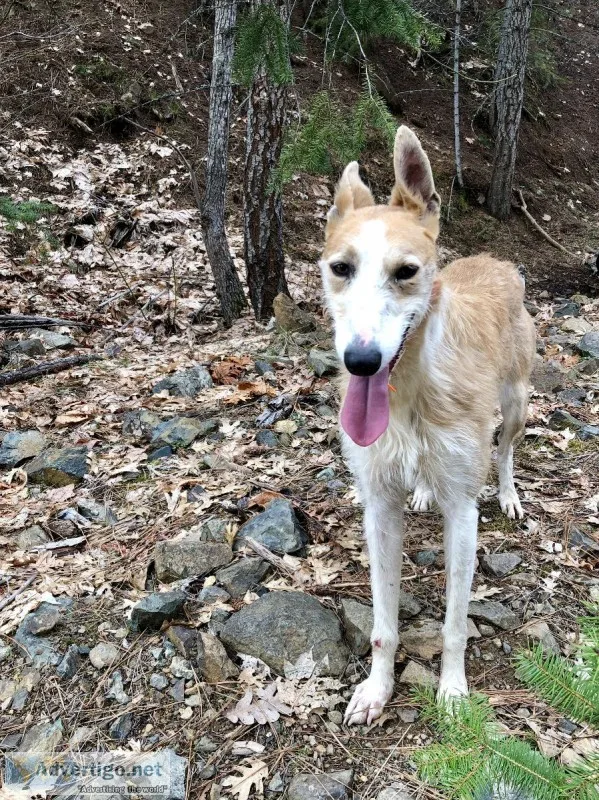 2yo Staghound Female (greyhound x scottish deerhound)