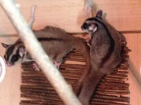 SUGAR GLIDERS AVAILABLE