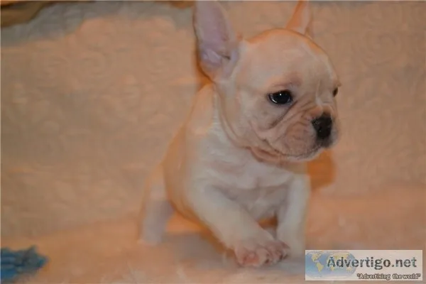 Affordable french bulldog puppies for sa
