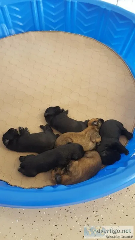 Kerry Wheaten Terrier Puppies available June 3