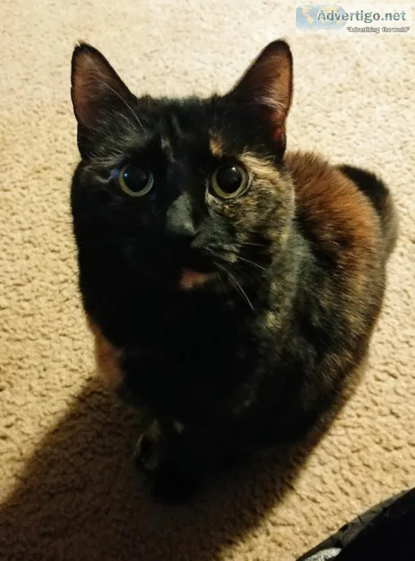 Young Cat Needs Forever Family 