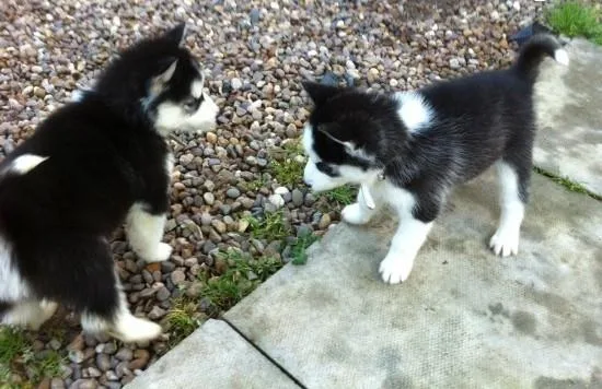 Free Seberian Husky Pup