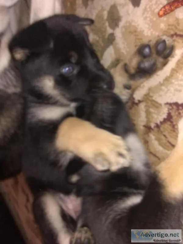 ADORABLE GERBEREAN SHEPSKY PUPS
