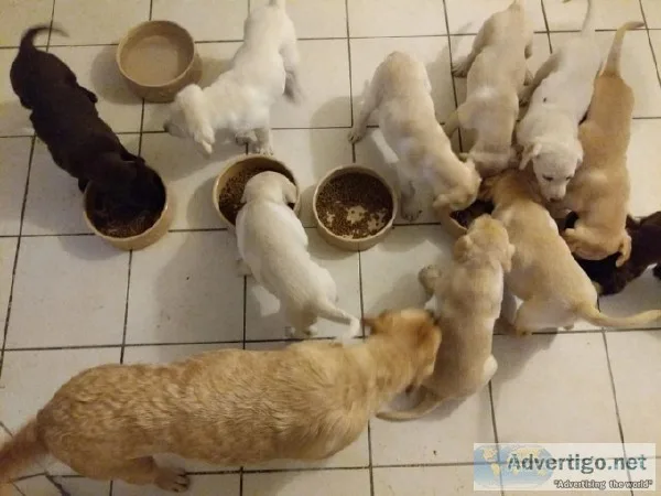 Labrador Retriever set to go