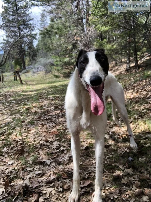 1.5yo Staghound Female (greyhound x scottish deerhound)