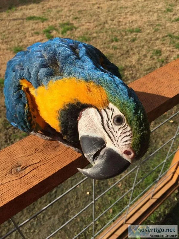 We Have Blue and Gold Macaws Parrots Available