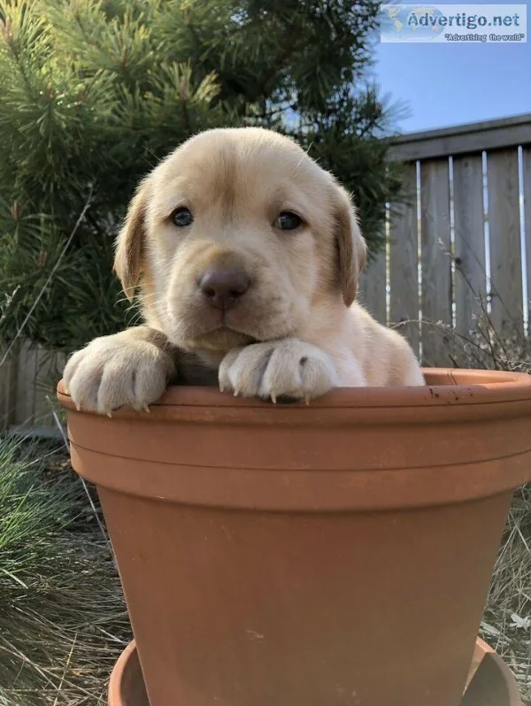 Labrador puppies for adoption(free)