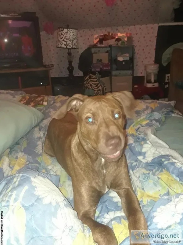 5 month old male red-nose pitbull