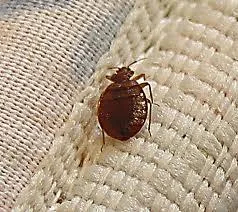BED BUGS TREATMENT