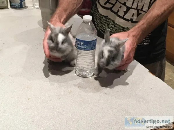 Baby bunnies