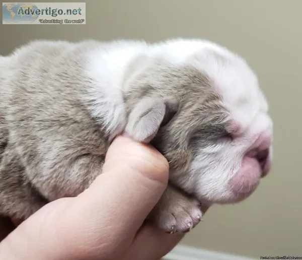 AKC Lilac English Bulldogs puppies