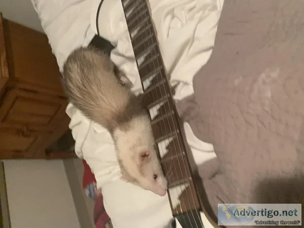 Two sweet baby ferrets )