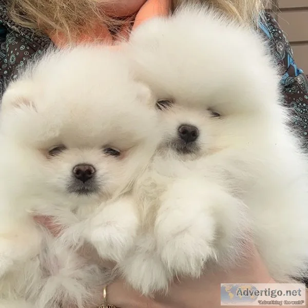 Puppies for sale