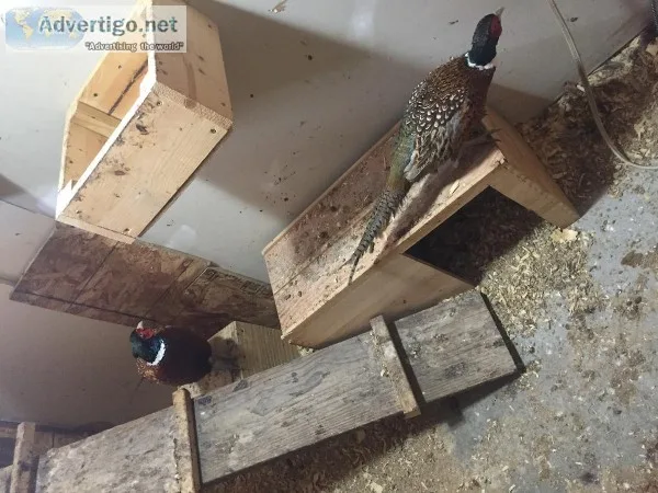 3 Ringneck pheasant roosters