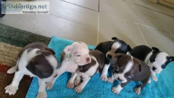 Boston Terrier puppies-males and females