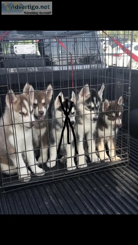 Husky Puppies