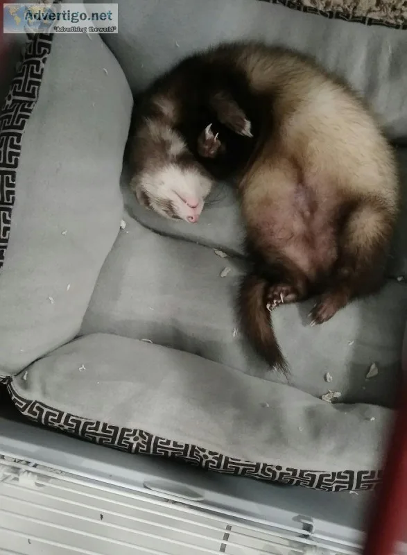 Male Ferret
