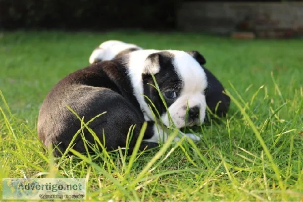 Pretty boston terrier puppies for lovely couples.