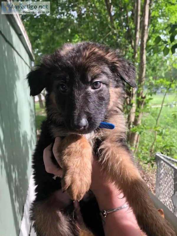 AKC German Shepherd Puppies