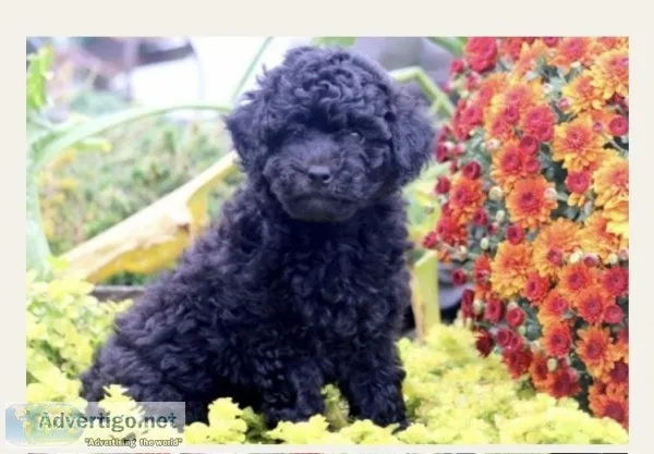 Miniature Poodle for Sale
