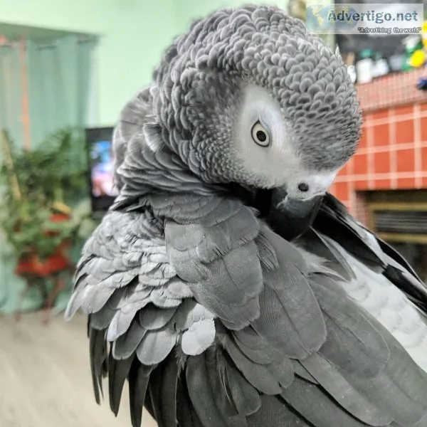 3 Congo African grey parrots for sale.