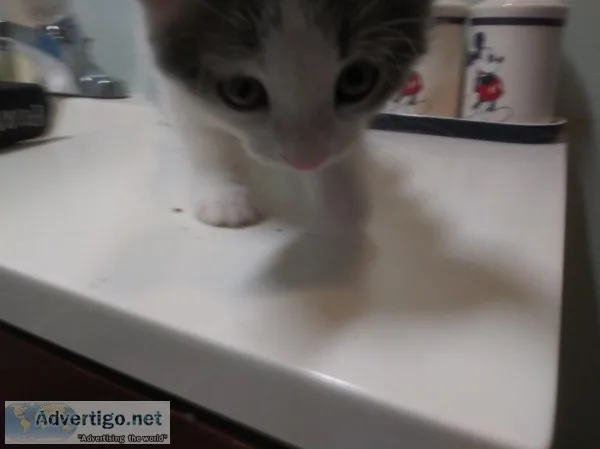 Bobtail kitten