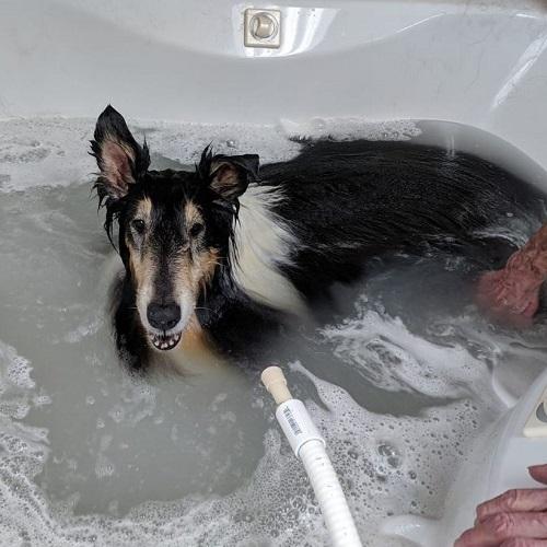 D and D Doggy Wash Grooming Salon