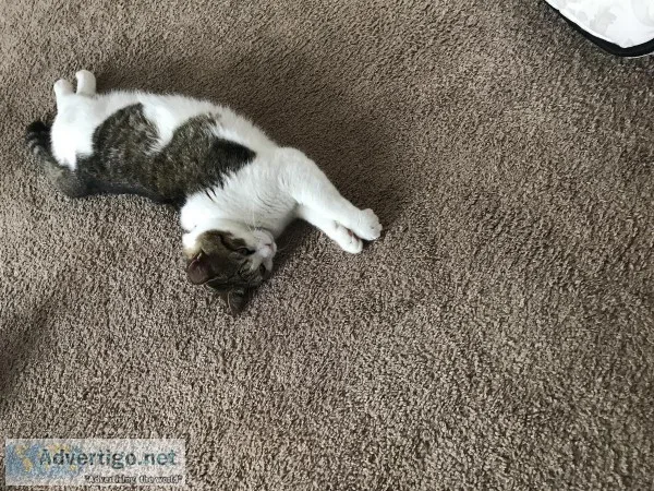 Yorkie and a Cat
